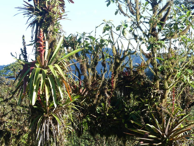 Bergnebelwald Yanacocha