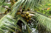 Kokospalmfüchte in Ecuador