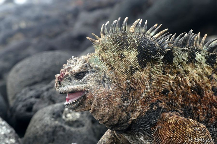 Meerechse Amblyrhynchus cristatus verletzt nach Kampf Galapagos