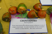 Pfirsichpalme Früchte sehr nahrhaft Chontadoru in Ecuador