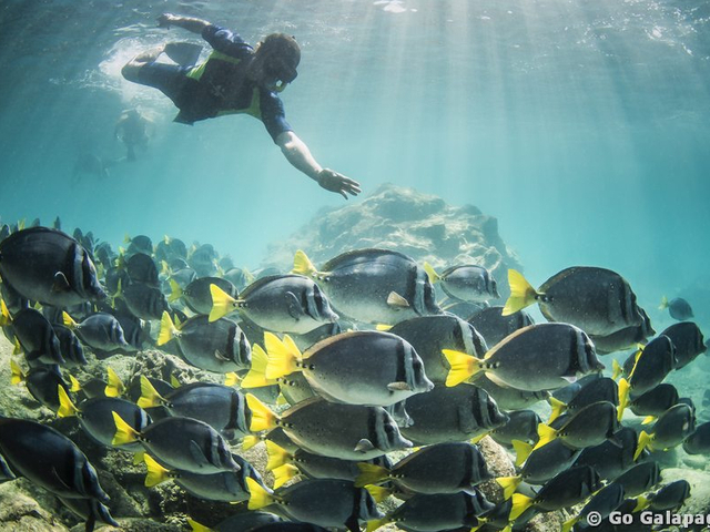 Schnorcheln mit einem Schwarm Doktorfische auf Galápagos