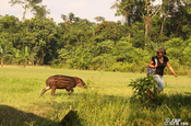Tapir Juvenil hinter Guide in Ecuador