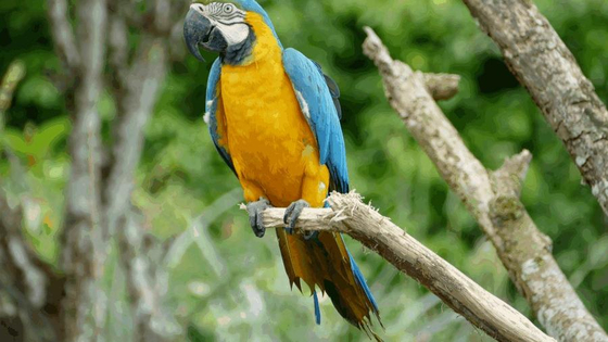 blue-and-yellow-macaw-ara-ararauna-gelbbrustara