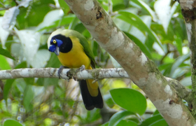 Bunter Vogel im Urwald, Ecuador