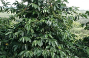 Kaffeestrauch Pflanze in Ecuador