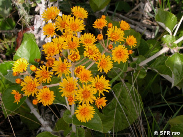 Asteraceae in Ecuador