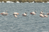 Chile Flamingos bei Salinas, Ecuador
