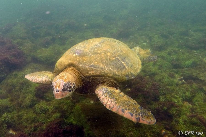 Schnorcheln mit einer grünen Meeresschildkröte Insel Isabela Galápagos