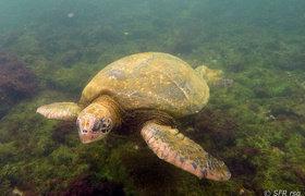 Schnorcheln mit einer grünen Meeresschildkröte Insel Isabela Galápagos