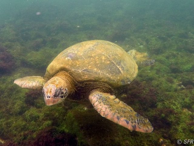 Schnorcheln mit einer grünen Meeresschildkröte Insel Isabela Galápagos