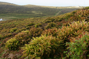 Miconia Robinsoniana rot verfärbt El Junco Galapagos