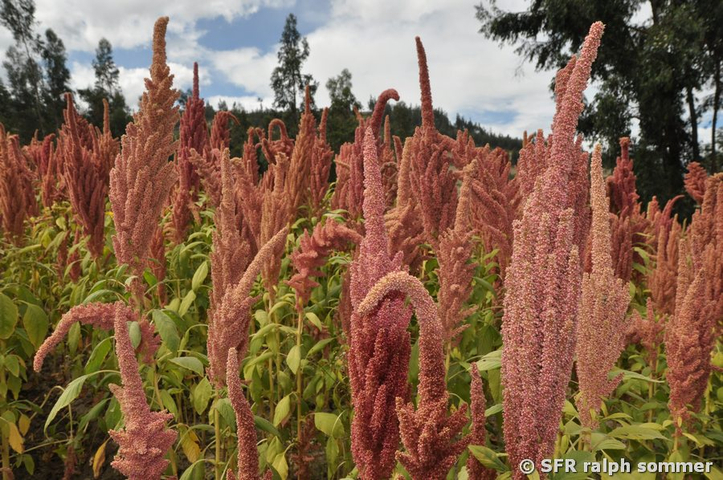 Quinoa Indianerhirse Inkaweizen in Ecuador
