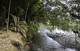 Río Palenque