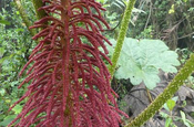 Gunnera Blütenstand in Ecuador