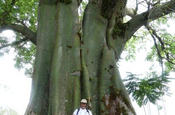 Kapokbaum in Campo Duro, Galapagos