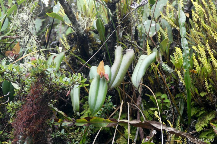 Lepanthes mucronata (Pleurothallis Orchidee) in Ecuador