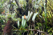 Lepanthes mucronata (Pleurothallis Orchidee) in Ecuador