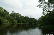 Río Yasuni Urwald in Ecuador
