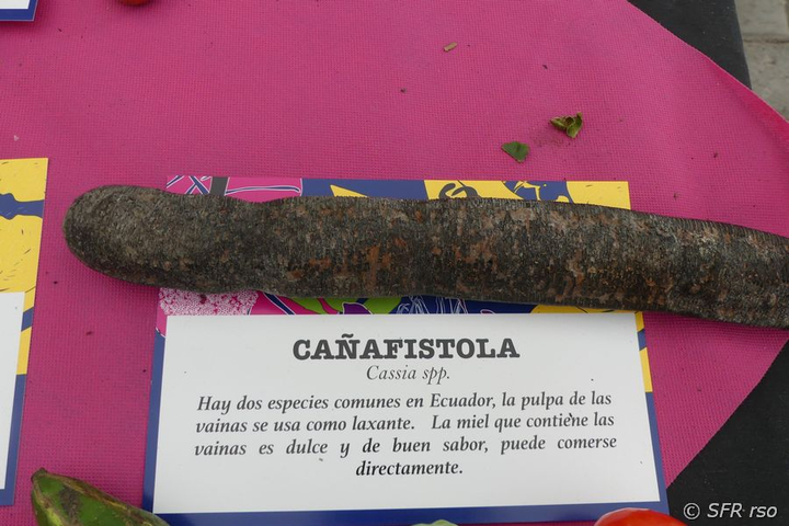 Roehren Kassie Cañafistola Cassia spp. in Ecuador