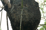 Termitennest im Baum in Ecuador