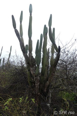 Säulenkaktus Kandelaberkaktus Jasminocereus thouarsii Galapagos