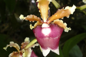 Orchidee Hakuna Matata Lodge Ecuador