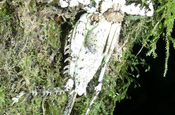 Heuschrecke Camouflage im Nationalpark Sumaco in Ecuador