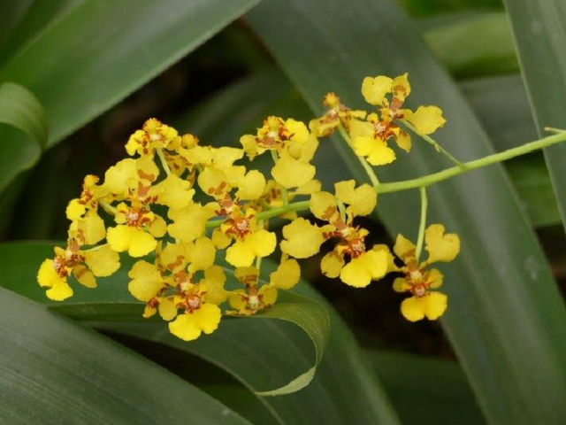 gelbe Orchideen Ecuador