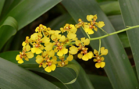 gelbe Orchideen Ecuador