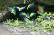 Papageien Lecke Kichwa Lodge Ecuador