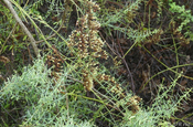 Scutia spicata pauciflora Dornbusch Galapagos
