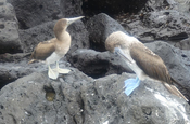 Blaufußtölpel in Playa Mann, Galapagos