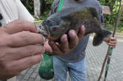Individualreise Ecuador Piranha