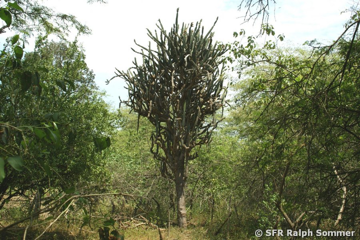 Kandelaber Kaktus in Ecuador