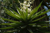 Palmlilie (Yucca filamentosa) in Ecuador