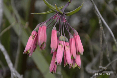 Phaedranassa dubia (Amaryllidaceae) in Ecuador