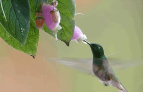 fliegender Kolibri an Bluete saugend