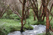 Bach Polylepis Wald in Ecuador