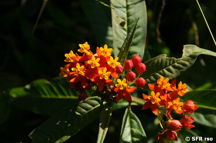 Blüten im Hochland Floreanas, Galapagos
