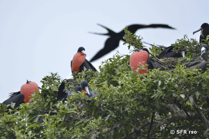 Fregattvoegel auf Mangroven in Ecuador
