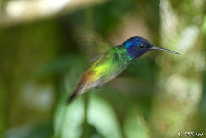 Kolibri Anflug im Nationalpark Sumaco in Ecuador