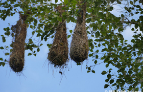Stirnvogel Nest