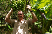 Bananen Fruchtstand in Ecuador