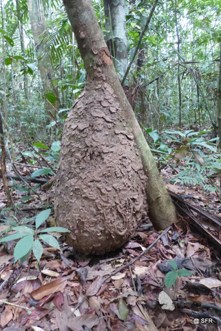 Baumtermiten riesentropfenfoermig in Ecuador