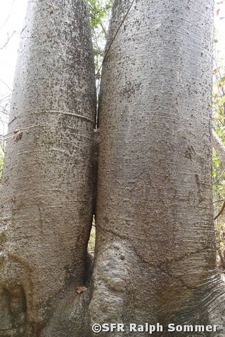 Petrino Baum Nationalpark Puyango