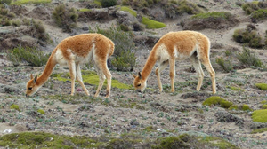 Vicuñas in den Anden von Ecuador