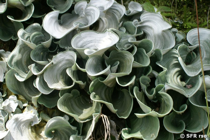 Tropische Blattflechte Cora pavonia in Ecuador