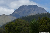 Vulkan Imbabura mit Eukalyptuswald, Ecuador