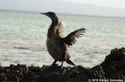 Flugunfähiger Kormoran Phalacrocorax harrisi Insel Fernandina Galapagos