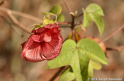 Baumwolle Blüte rot Gossypium darwinii Galapagos